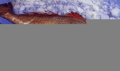 Ghol Fish - Protonibea Diacanthus