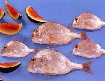 Red Sea Bream - Argyrops Spinifer