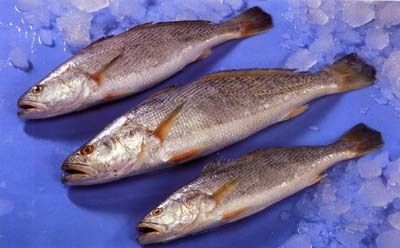 Tiger Toothed Croaker (White Croaker) - Otolithes Ruber