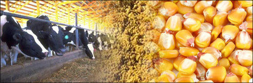 Corn Gluten - High-Quality, Non-GMO | Ideal for Animal Feed and Plant Nutrition