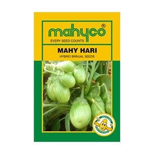 Mahy Hari