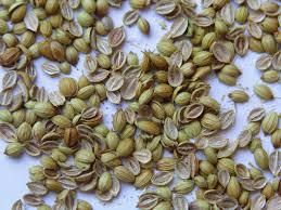 coriander seeds