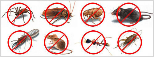 ALL Pest Control Services