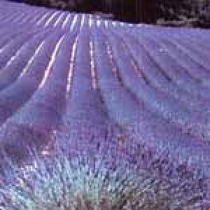 Lavender Oil - Pure Aromatic Essence | Freshness, Effective Aroma, Competitive Market Price