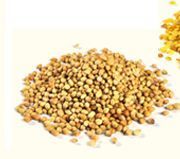 Coriander Seeds (Dhania) - Premium Grade Aroma Seeds | Cultivated with Latest Techniques, Quality Inspected for Taste