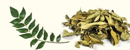 Curry Leaves (Kadipatta/Murraya Koenigii)
