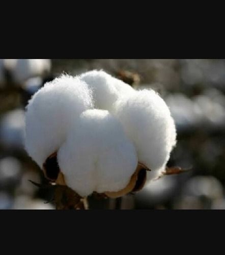Organic Hybrid Cotton Seed For Planting Purpose