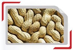 Groundnuts In Shell