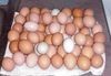 Premium Quality Table Chicken Eggs