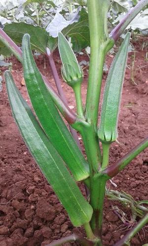 Maruti Okra Seeds -Kajal F1 Hy