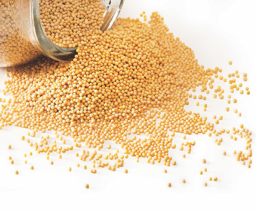 Bold and Small Yellow Mustard Seeds