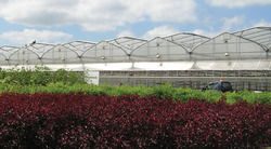 Naturally Ventilated Greenhouse Services