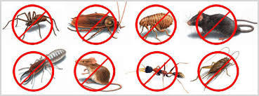 Tej Pest Control Services