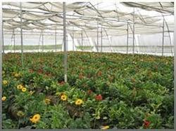 Gerbera Flower Greenhouse Farming