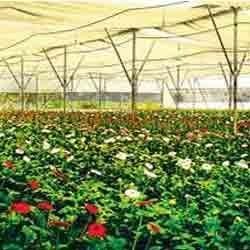 Greenhouse Cultivated Dutch Rose