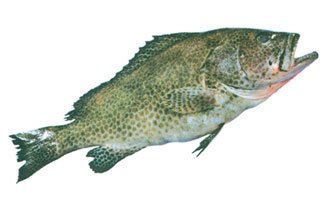 Areolaed Grouper