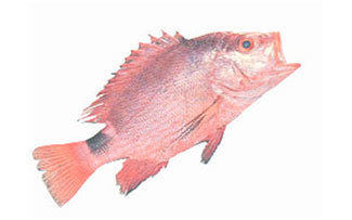 Blood Red Snapper