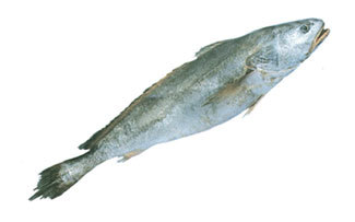 Bronze Croaker