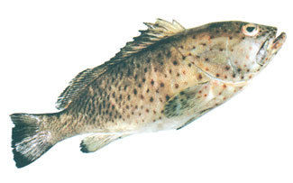 Brown Spotted Reef Cod