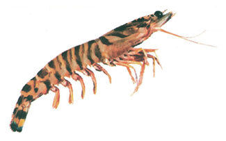 black tiger prawn