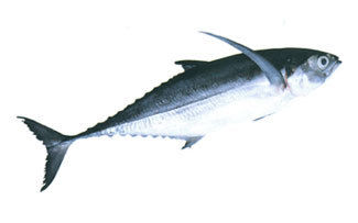 Horse Mackerel