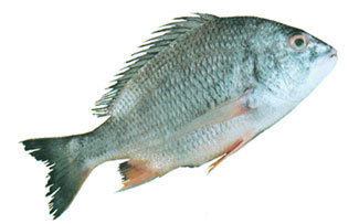 Japanese Silver Bream