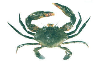 Mud Crab