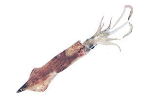 Needle Squid - Doryteuthis Sibogae, Max Size 205 mm, Fresh Seafood Delight