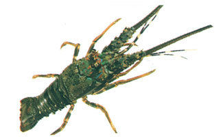 Panulirus Homarus