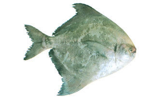 Silver Pomfret - Pampus Chinensis, Max Size 250 mm | Ideal Seafood Choice, Available Seasonally