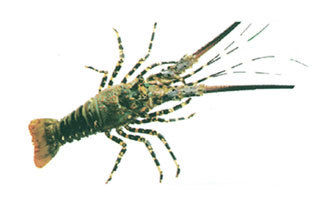 Spiny Lobster