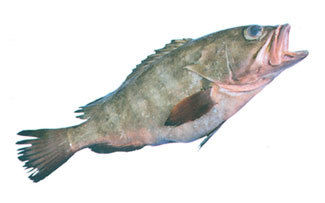 Thornycheek Grouper