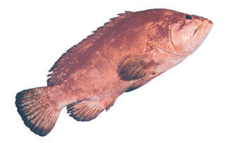 Tomato Banded Grouper