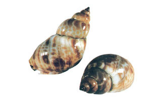 Whelk