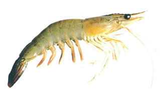 White Prawn