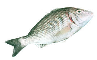White Spotted Pigface Bream