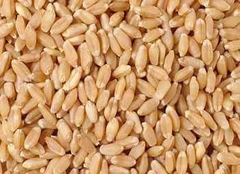 Prayosha Wheat