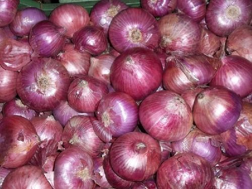 Fresh Red Onion