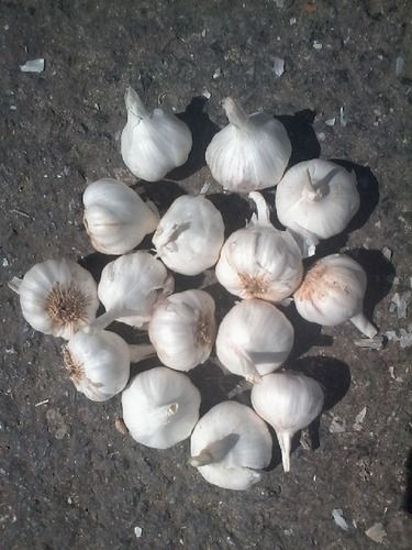 White Garlic Grade: A Grade