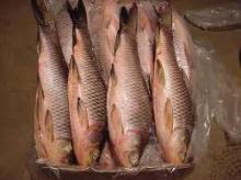 Frozen Rohu Fish