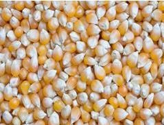 Yellow Corn - High Nutritional Value, Fresh and Unadulterated Maize for Human Food and Animal Feed