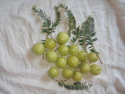 Fresh Amla (Indian Gooseberry)