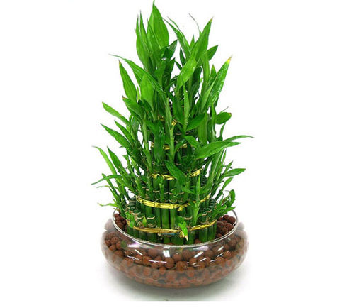 Lucky Bamboo - Natural Dracaena Braunii, Indoor Feng Shui Plant for Happiness and Prosperity