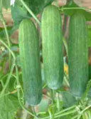 Cucumber