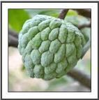 Fresh Custard Apple