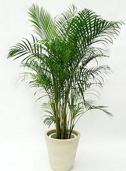 ChrysalidocarpusA Lutescens