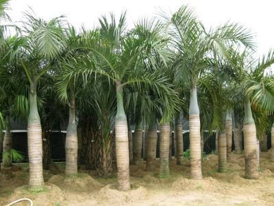 HyophorbeA Verschaffeltii