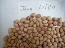 Java Peanuts 70/80
