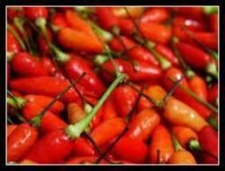 Red Chilli