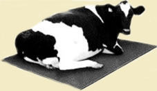 Cow Mat